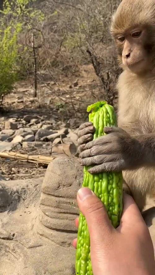 猴子吃瓜有什么习惯,揭秘猴子的独特吃瓜习惯