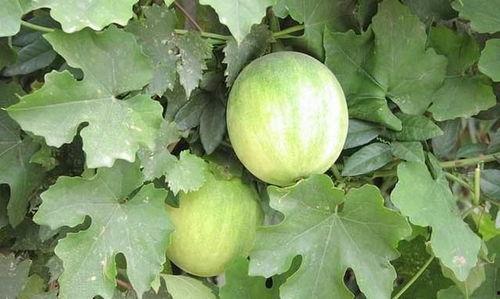 正在吃西药可以吃茄瓜吗,茄瓜可食用吗？营养与药物相容性解析