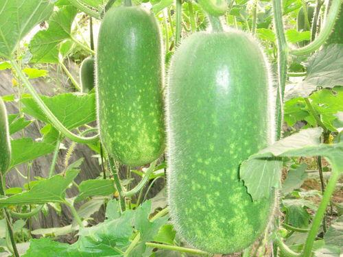 老外吃羊角瓜视频大全,老外挑战全球特色羊角瓜视频大盘点