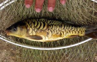 镜鲤吃瓜酱,揭秘吃瓜酱的独特魅力