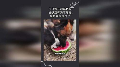 两个狗吃瓜,两只狗狗共享瓜果时光