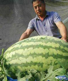 王大炮在哪里吃瓜,揭秘他在哪里吃瓜的幕后故事