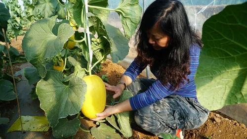 带你吃瓜古诗拼接,古诗中的瓜田瓜果趣事