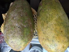 灰胶瓜可以吃吗,揭秘其食用价值与食用方法