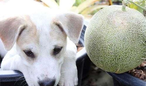 哈密瓜可以给贵宾犬吃吗,贵宾犬的夏日美味佳肴？