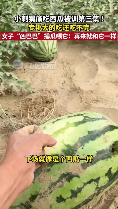 训练吃瓜,揭秘娱乐圈的幕后故事