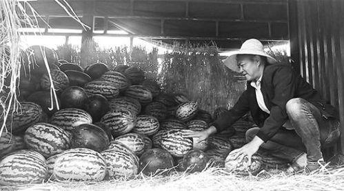 村口的吃瓜群众,揭秘乡村生活百态