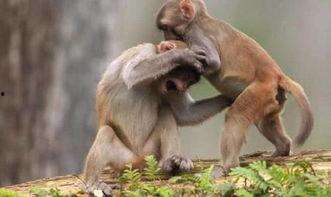 猴子吃瓜打架图片高清,高清图解猴子吃瓜打架瞬间