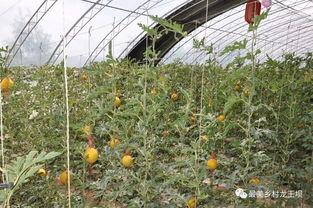 王坝吃瓜,揭秘娱乐圈幕后故事