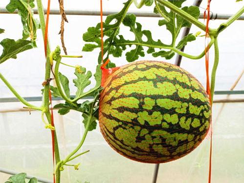 凤凰网吃瓜,揭秘娱乐圈幕后真相，带你领略明星们的真实生活