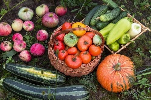 吃瓜 5 号,一场全民热议的瓜界风云