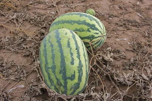 小伟吃瓜,揭秘娱乐圈那些不为人知的幕后故事