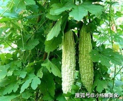 白色的凉瓜怎么吃,清爽夏日美食探索